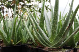 Aloe Vera Gel – Eigenschaften und Anwendung in der alltäglichen Pflege